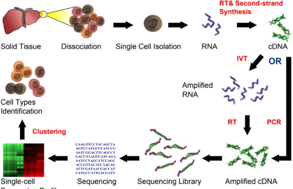 Figure 1.2: Single-cell RNA sequencing workflow. Source from Wikipedia (https://goo.gl/AYBEXF)