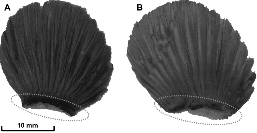Figure 4.2 Comparison of non-reproductive (A) and reproductive (B) male fins. 