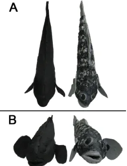 Figure 2.1 Dorsal (A) and anterior (B) views of reproductive (black) male and 