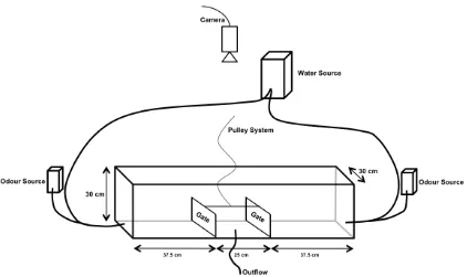 Figure 3.2 Sketch of flume used in behavioural experiments. Paired stimulus 