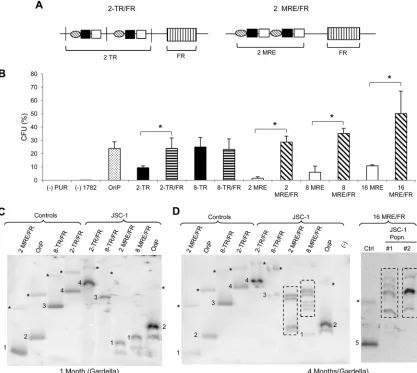FIG 7 Addition of FR inTR and MRE plasmids in the presence or absence of FR in JSC-1 cells expressed as CFU