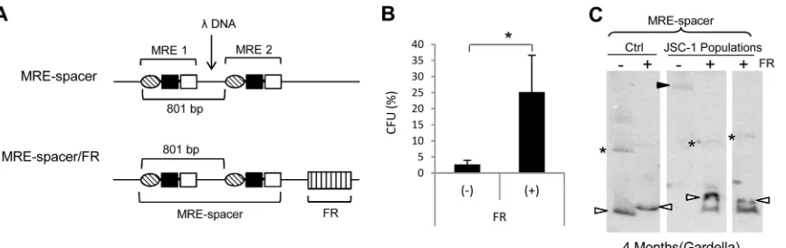 FIG 8 MRE plasmids with a spacer sequence between 2 MRE units are stable in the presence of FR
