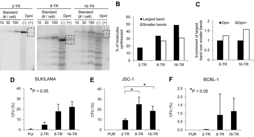 FIG 1 Efﬁciencies of short-term replication and establishment of KSHV-based plasmids with various numbers of TRs