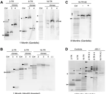 TABLE 1 Replicons with MREs and 2 or 8 copies of the TRs are oftenrearranged and/or integrated