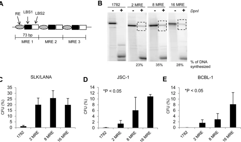 FIG 4 Efﬁciencies of short-term replication and establishment of KSHV-based plasmids with various numbers of MREs