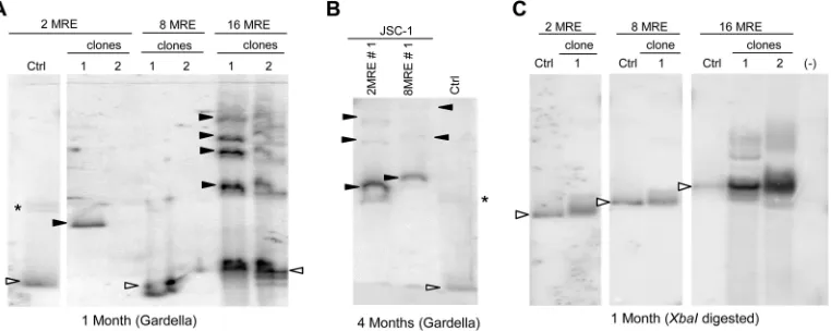 FIG 5 MRE plasmids are maintained in the long-term extrachromosomally, but larger recombinants are often selected