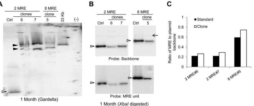 FIG 6 MRE plasmids are present as concatemers in cells. (A) Gardella gel of representative clones of G418-resistant SLK/LANA cells 1 month posttrans-fection with 2- and 8-MRE plasmids
