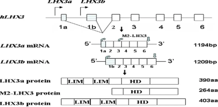 Figure 1. The alternative splicing of human LHX3 gene and its protein isoforms. LIM, LIM domains, HD, homeodo-main , Transcriptional start sites,   ,Translational start sites,   ,Translational end sites.