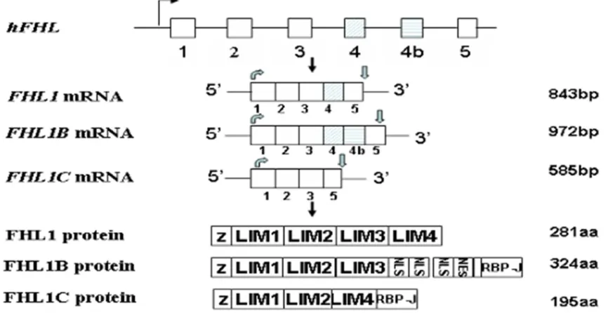 Figure 2. The alternative splicing of human FHL gene and its protein isoforms. Z, Zinc finger; NLS, Nuclear Location Signal; RBP-J: J kappa recombination signal binding protein.