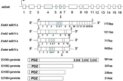 Figure 3. The alternative splicing of mouse enh gene and its protein isoforms. PDZ, Postsynaptic density-95, Discs large, Zonaoccludens-1.