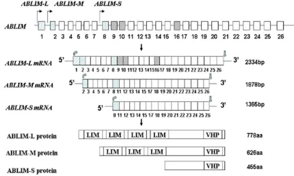Figure 5. The alternative splicing of mouse Hic-5 gene and its protein isoforms. LD: leucine-aspartate repeat.
