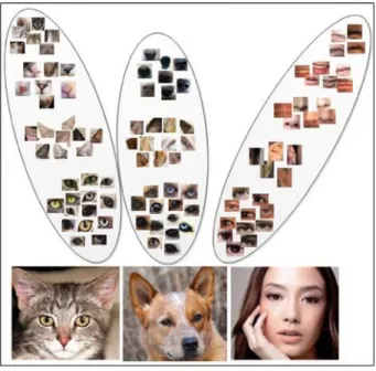 Fig.  1.  Toy illustration  of  local  patches  from different  image  categories.  The  local patches “eyes” from images in different categories can be similar and are  close to each other in the feature distribution, while the local patches such as 