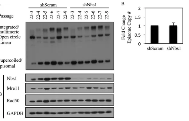 FIG 5 Nbs1 is not necessary for HPV31 genome maintenance. (A) DNA was isolated at the indicated passages from CIN612 9E cells stably maintaining aScramble shRNA (shScram) or Nbs1 shRNA (shNbs1) and analyzed by Southern blotting