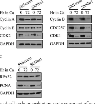 FIG 6 Nbs1 is necessary for productive viral replication. (A) DNA was harvested from CIN612 9E cells stably expressing a Scramble shRNA or Nbs1 shRNA atin high-calcium medium