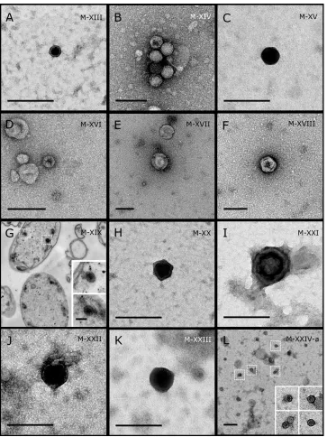 Figure 2Representative morphotypes of virus-like particles associated with GBR sponges.Lamellodysidea herbaceation of sponge mucus, (B–F, L) viral purification via CsCl gradient centrifugation, (G) ultrathin sectionsof sponge tissue