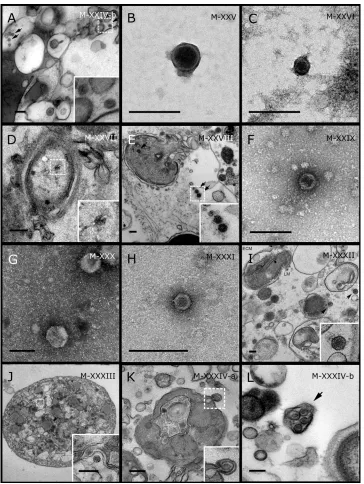 Figure 3Representative morphotypes of virus-like particles associated with GBR and Red SeaE)method: (A, D–E, I–L) ultrathin sections of sponge tissue, (B, C, F–H) viral purification via filtration ofsponge mucus