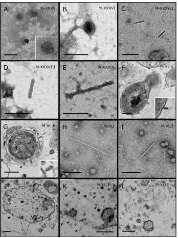 Figure 4Representative morphotypes of virus-like particles associated with GBR and Red SeaSea sponge species: (F, G)sponges
