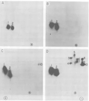 FIG.Panels:virions; 0&was in the horizontal moleculeselectrophoresisisolated 4. Phosphopeptides in NS molecules