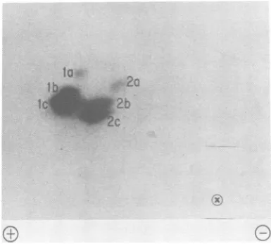 FIG. 5.examinedchromatographythe Further resolution of phosphopeptides in primary cluster