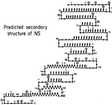 FIG. 9.AM,orserine; serine. Secondary structure of the NS protein as predicted by the method of Chou and Fasman (2)