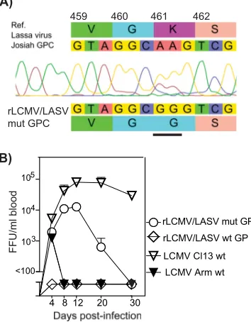 FIG 2 Mutation in the GP-2 cytosolic tail increases ﬁtness of virus. (A) TherLCMV/LASV mut GP