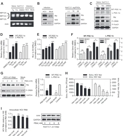 FIG 6 P � 0.05; **, P � 0.01; ***, P � 0.001 (all determined by Student’s� and L-PGC-1FoxO1 protein levels