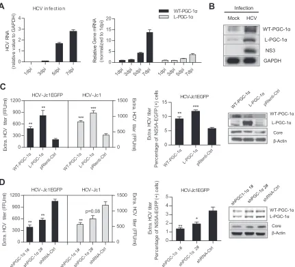 FIG 1 WT-PGC-1WT-PGC-1� and L-PGC-1� are upregulated by HCV infection and promote HCV production