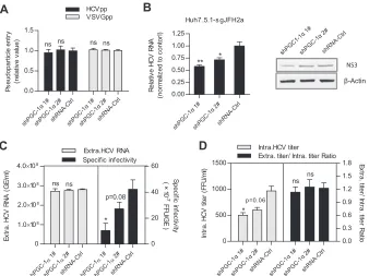 FIG 2 WT-PGC-1entry (meansStudent’sinfected with HCV-Jc1 at an MOI of 0.02. Results are means�/L-PGC-1� is involved in HCV RNA replication and HCV assembly