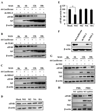 FIG 3 Inﬂuenza virus NS1 is involved in inducing the degradation of eIF4B. (A, B, C) A549 cell lines stably expressing speciﬁc shRNAs targeting RIG-I (A), TLR3