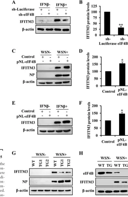 FIG 6 eIF4B inﬂuences inﬂuenza virus replication through regulating theexpression of IFITM3 protein