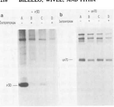 FIG. 5.[35S]methionine-labeled