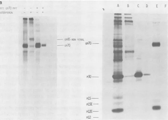 FIG. 6.describedpreparations.interferon-treatedSC-1/MCFUof of (a) Glycoprotein composition of virus particles produced by control and interferon-treated cells