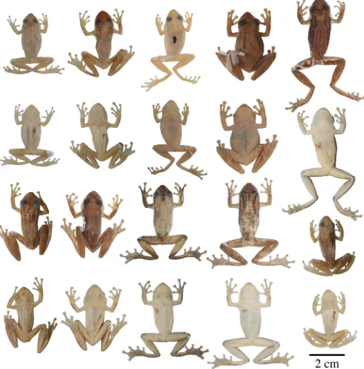 Fig 9. Adult preserved specimens of Scinax tsachila showing variation in dorsal and ventral coloration