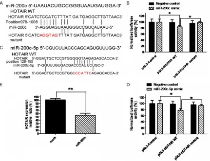 Figure 4. miR-200c targets HOTAIR. A shows miR-200c binding sequences in HOTAIR. The scarlet letters in the HO-TAIR sequences show the gene mutations