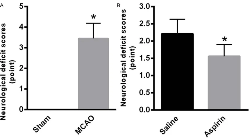 Figure 2. Effects of aspirin on the infarct volume of rats induced by MCAO. A. Representative coronal sections showed that the cerebral infarct size was significantly increased in the serial coronal brain sections of the MCAO rats and administration of asp