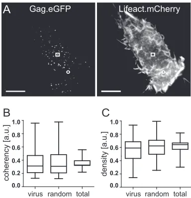 FIG 1 Analysis of F-actin density and coherency at nascent HIV-1 buddingsites. (A) HeLa cells were cotransfected with pCHIV/pCHIVeGFP and pLifeact.mCherry and analyzed by live-cell TIR-FM at 20 h p.t., as described in Mate-rials and Methods