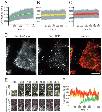 FIG 2 Live-cell analysis of Lifeact.mCherry intensity changes at HIV-1 assembly sites