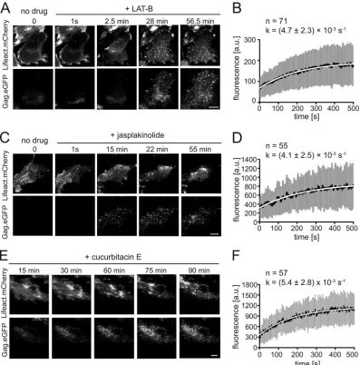 FIG 3 Effect of pharmacological interference with actin dynamics on HIV-1 assembly kinetics