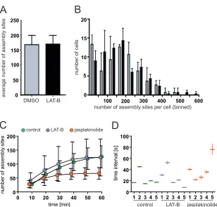 FIG 5 Effect of drug treatment on the appearance of assembly sites at the plasma membrane