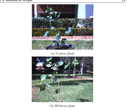 Figure 1.1: Cotton and Hibiscus plants.