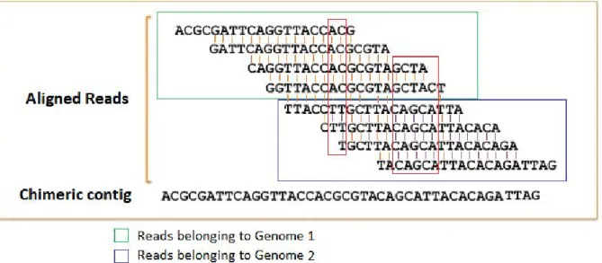 Figure 5. ​ Reads from different genomes assembled into a chimeric contig. 