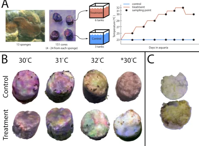 Figure 1. (A) Sponge sampling and temperature treatments. Healthy and bleached Cliona orientalis cores