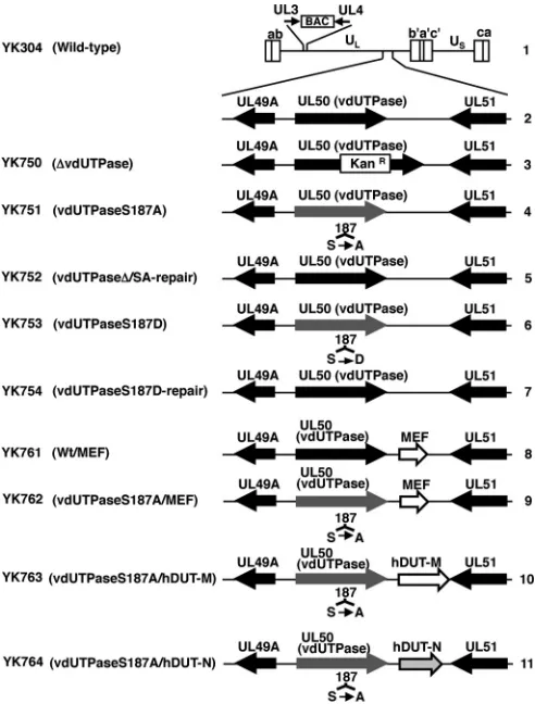 FIG 1 Schematic diagrams of the genome structure of the wild-type and re-combinant HSV-1 strains used in this study