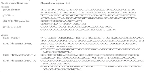 TABLE 1 Oligonucleotide sequences for construction of plasmids and recombinant viruses