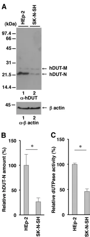 FIG 2 Expression and enzymatic activity of endogenous cellular dUTPasein SK-N-SH cells