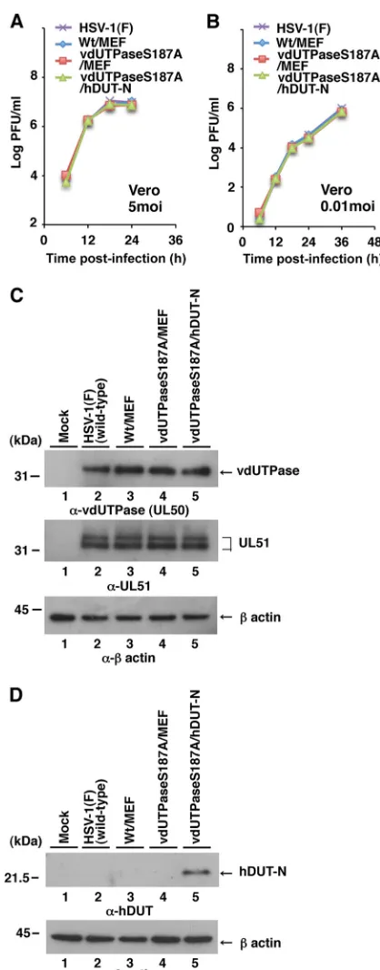 FIG 3 Characterization of the recombinant HSV-1 strains used in this study.(A) Expression of cellular dUTPase in Vero cells analyzed by immunoblottingwith anti-cellular dUTPase mouse monoclonal antibody (top) and anti-�-actin mouse monoclonal antibody (bot