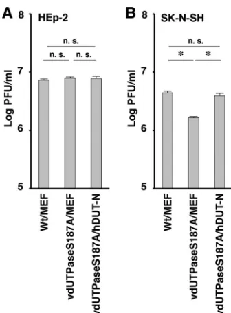 FIG 4 Effect of cellular dUTPase overexpression on HSV-1 replication inSK-N-SH cells. HEp-2 (A) and SK-N-SH (B) cells were infected with YK761(Wt/MEF), YK762 (vdUTPaseS187A/MEF), or YK764 (vdUTPaseS187A/hDUT-N) at an MOI of 5