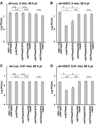 FIG 6 Effect of endogenous cellular dUTPase knockdown in HEp-2 cells on HSV-1 replication