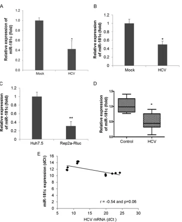 FIG 1 HCV infection suppresses miR-181c expression. (A) Primary human hepatocytes were mock treated or HCV infected for 96 h