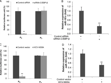 FIG 3 Functional analysis ofassay after 48 h of transfection. (B) Huh7.5 cells were transfected with control or C/EBP- cis-regulatory elements involved in the suppression of miR-181c by HCV NS5A